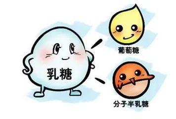 乳糖酶是什么？？？缺乏乳糖酶有四大危害！！！！